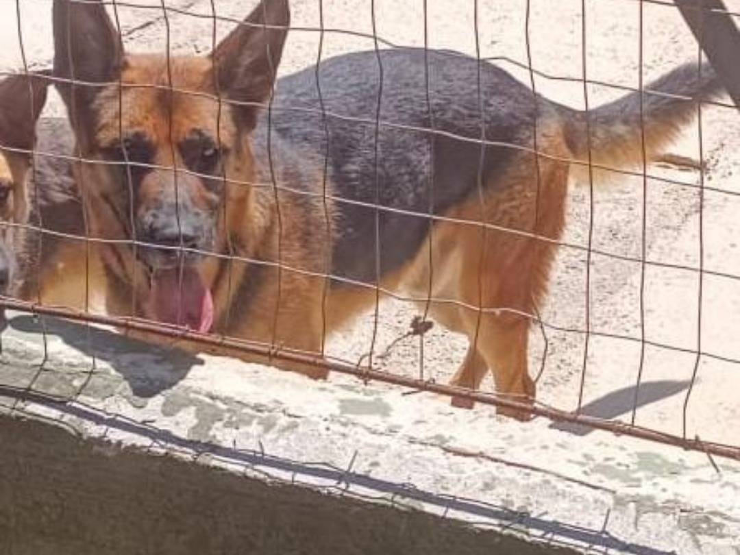 Adotta il cane Yago a Caserta