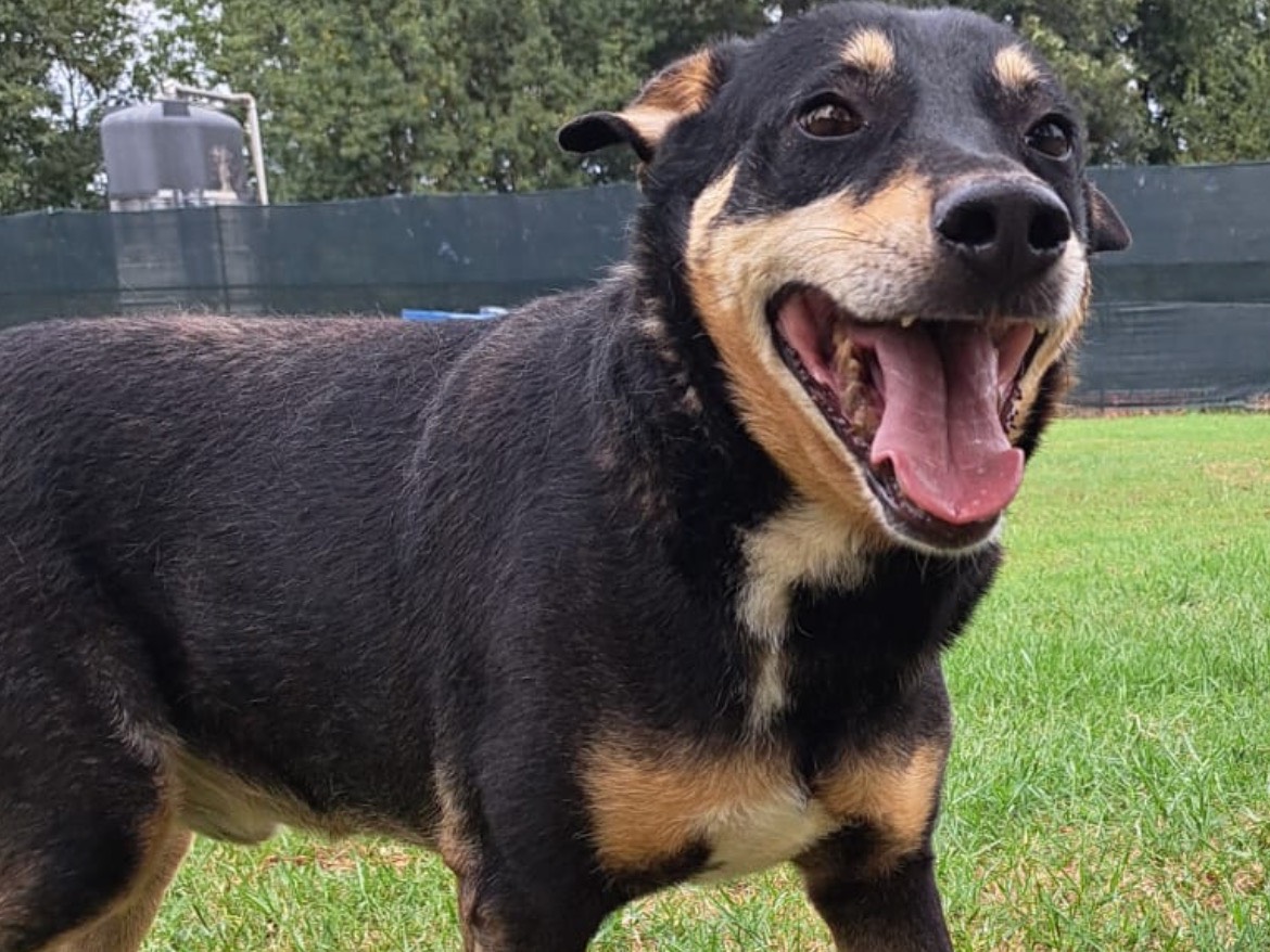 Adotta un cane, maschio, 8 anni , Frosinone