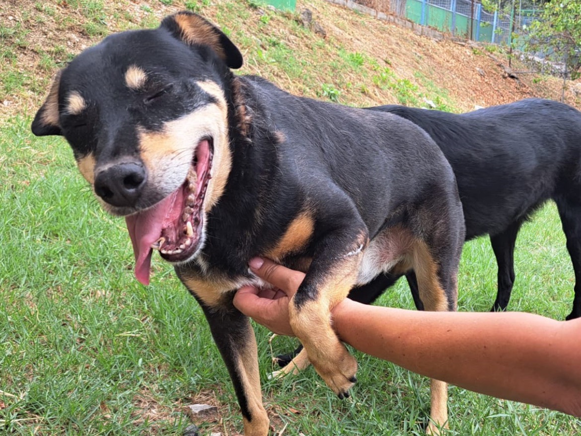 Adotta un cane, taglia media, maschio, Frosinone