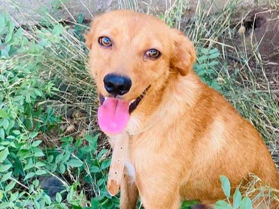 Adozione cane, maschio, meticcio, 2 anni, taglia media contenuta, Crotone