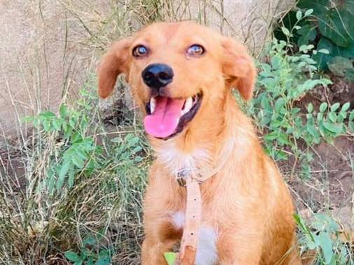 Adotta un cane, maschio, 2 anni, Crotone