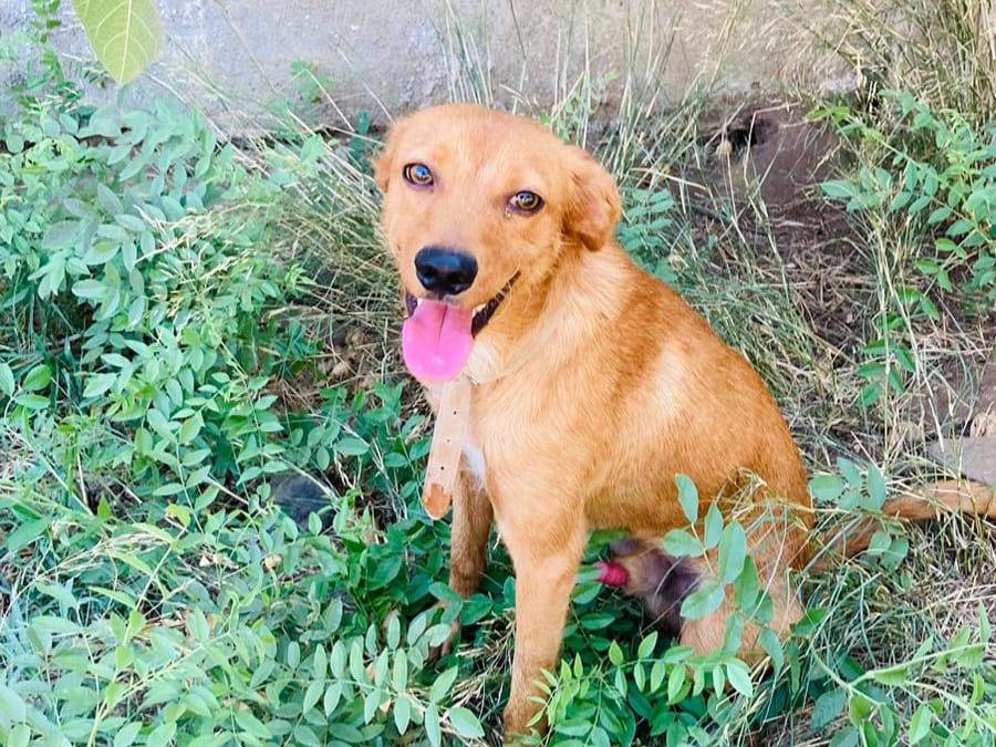 Vuoi adottare un cane a Crotone?