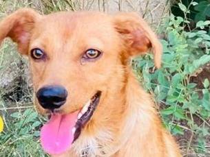 Adotta il cane ROMEO  a Crotone
