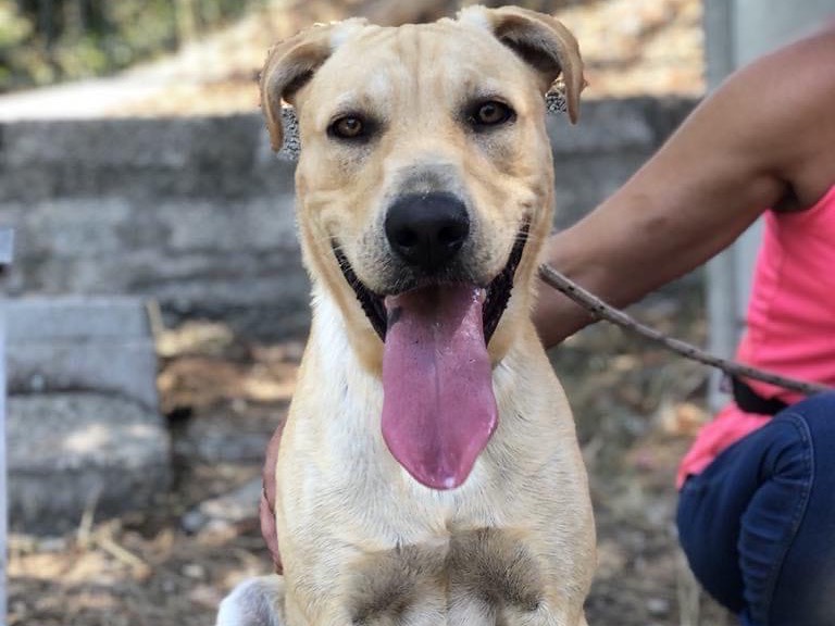Adotta un cane, maschio, 1 anno e 7 mesi , Latina