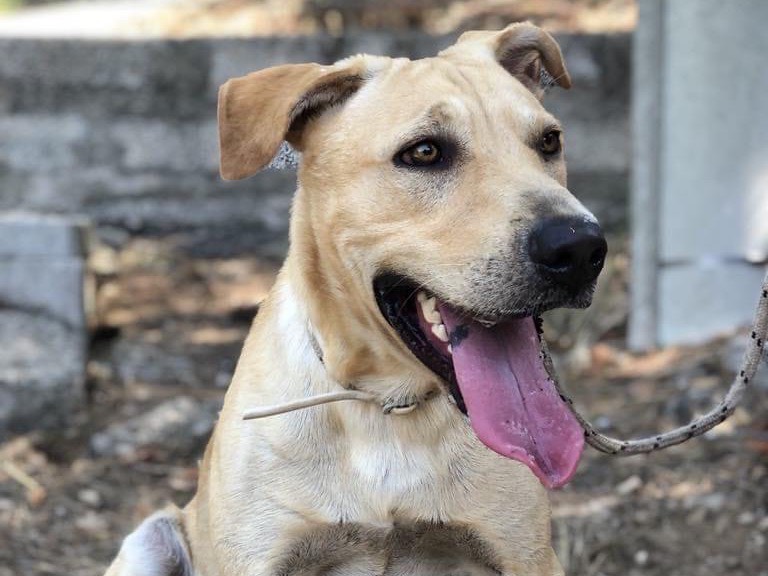 Adotta un cane, taglia media, maschio, Latina
