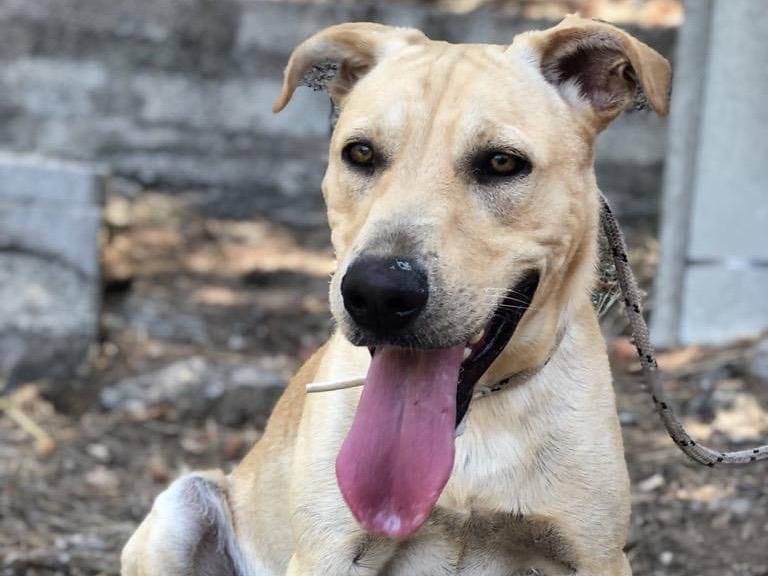Vuoi adottare un cane a Latina?