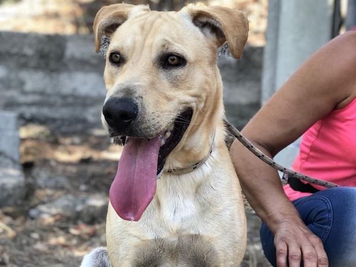 Adotta il cane Alen a Latina
