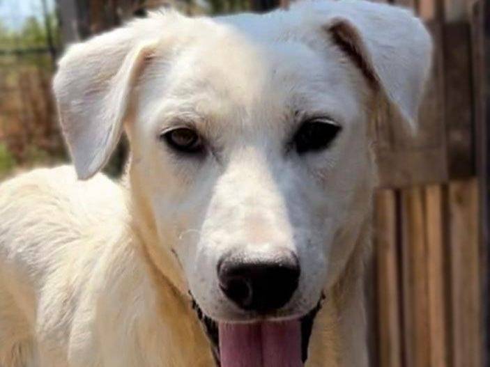 Adotta un cane, maschio, 2 anni, Crotone