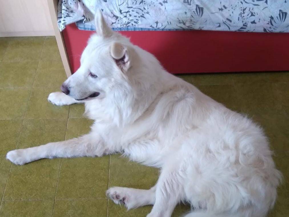 Adotta un cane, maschio, 5 anni  e 5 mesi , Crotone