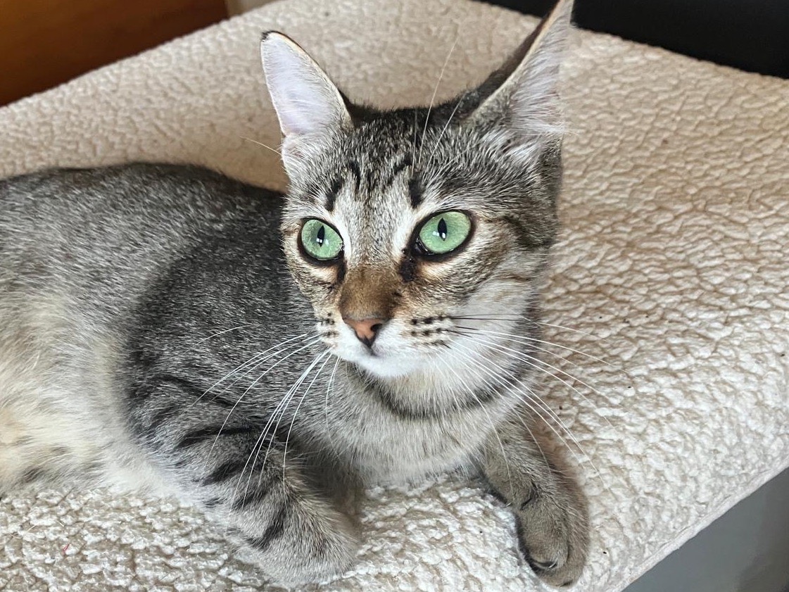 Adotta un gatto, femmina, 1 anno e 5 mesi , Sassari