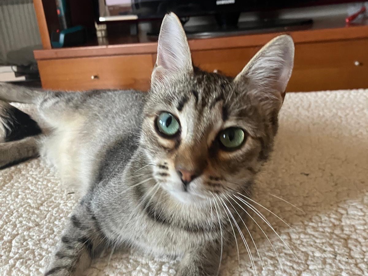 Adotta un gatto, taglia non valida, femmina, Sassari