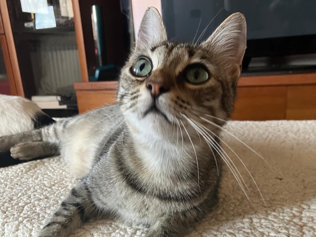 Vuoi adottare un gatto a Sassari?