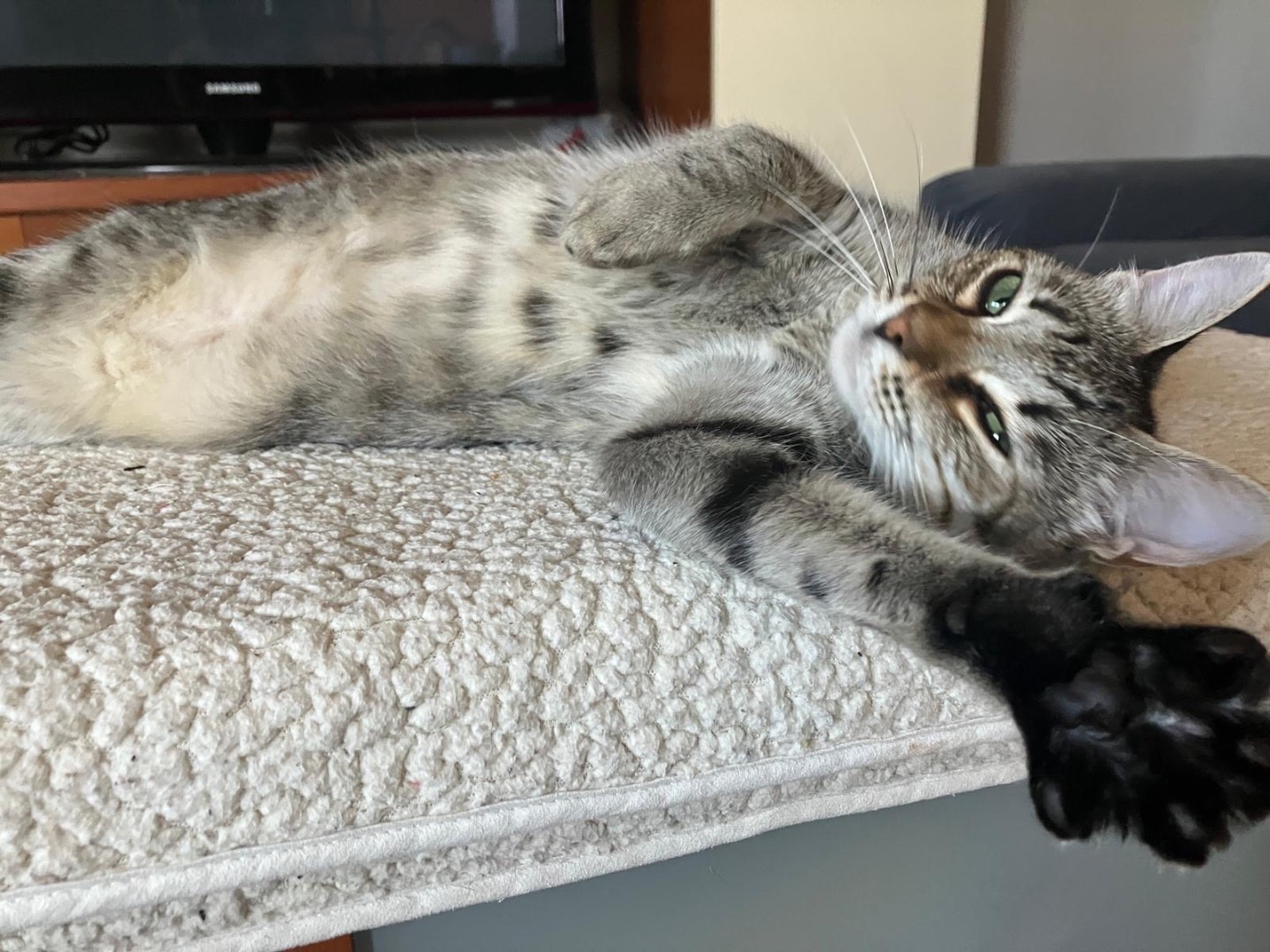 Adotta il gatto Morgana  a Sassari
