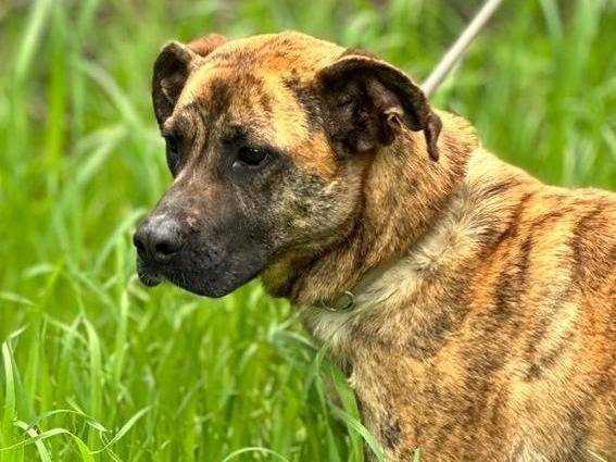Adozione cane, femmina, Boxer Corso, 4 anni , taglia media, Latina