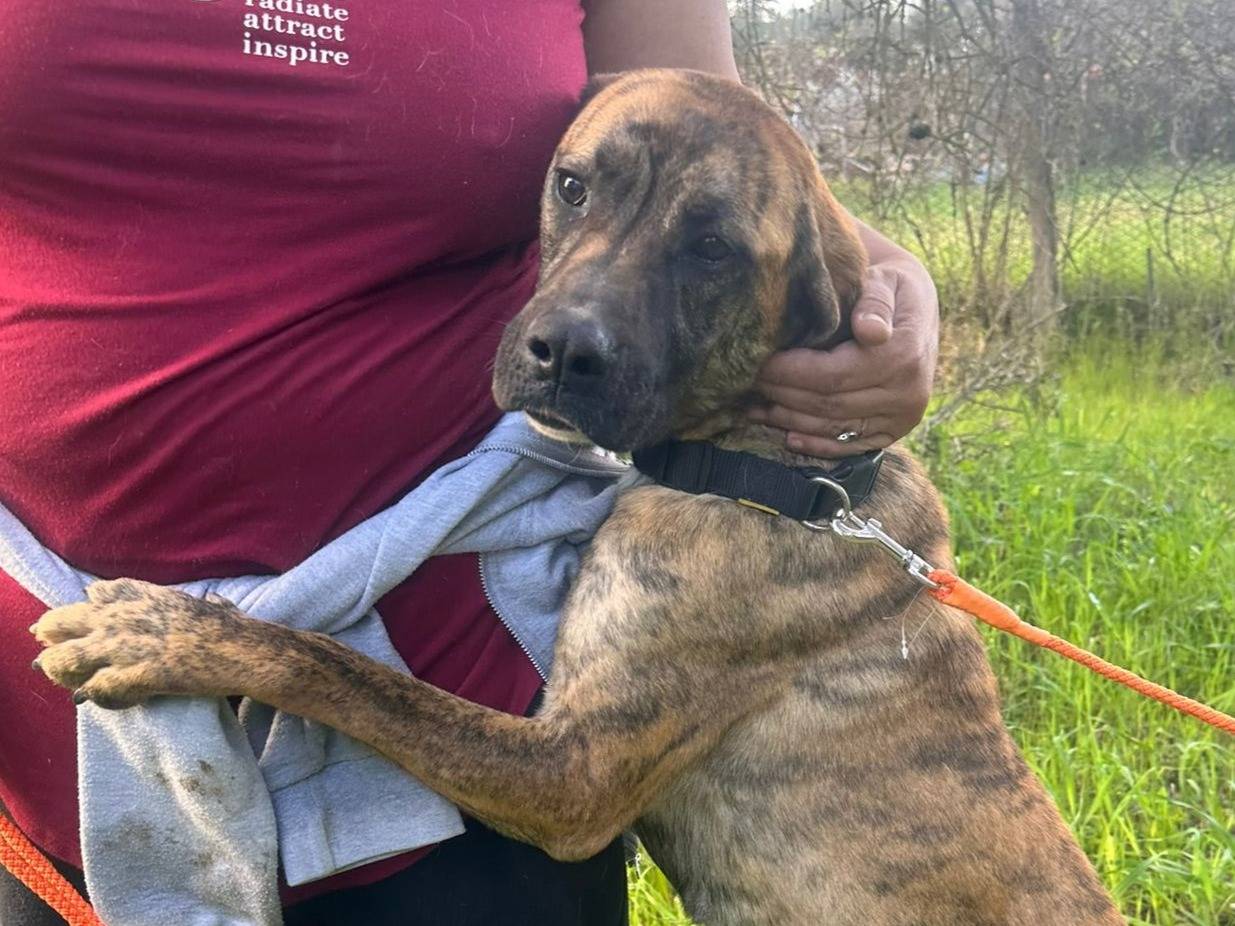 Adotta un cane, femmina, 4 anni , Latina