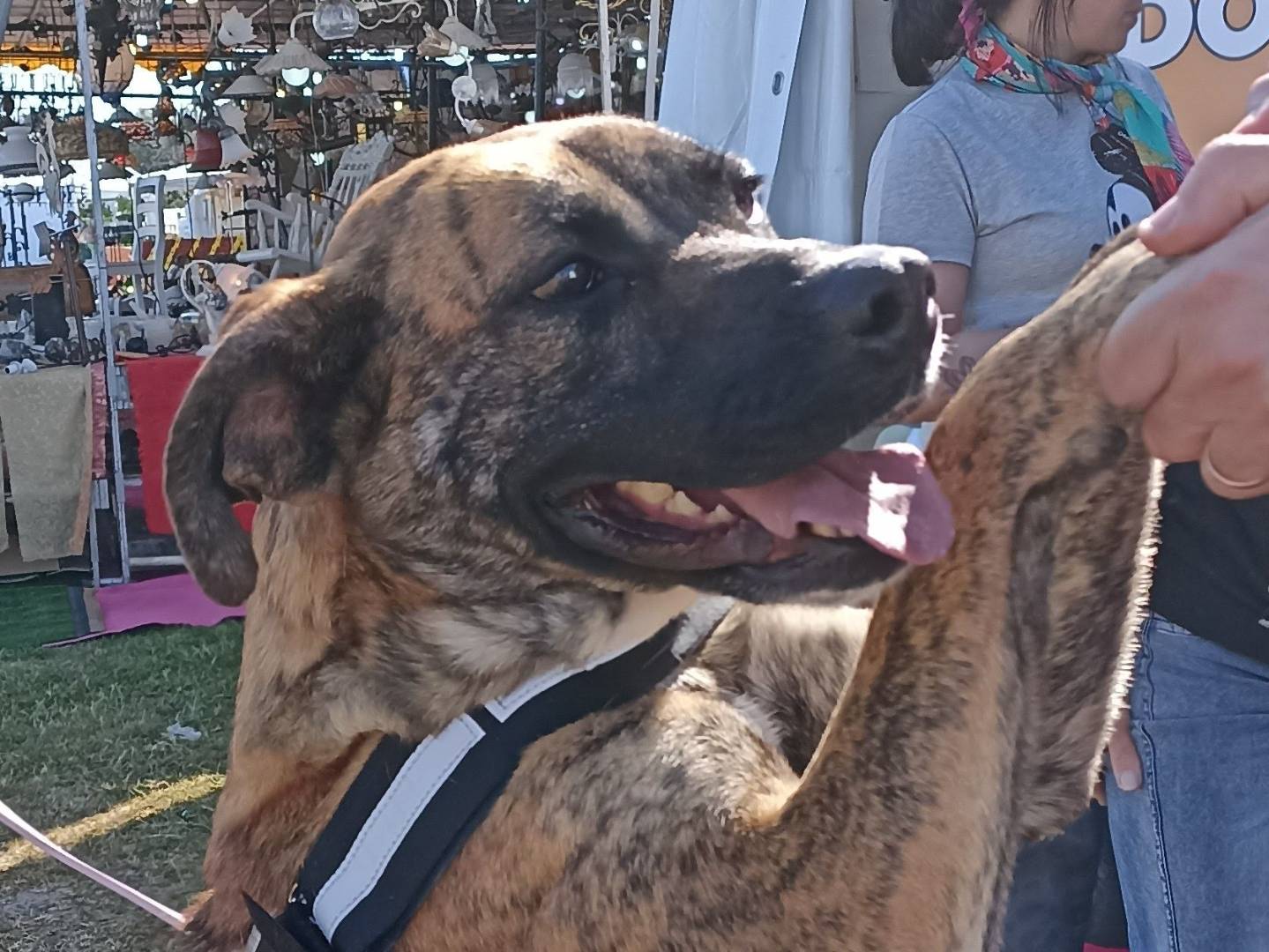 Adotta un cane, taglia media, femmina, Latina