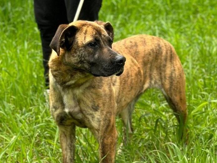 Vuoi adottare un cane a Latina?