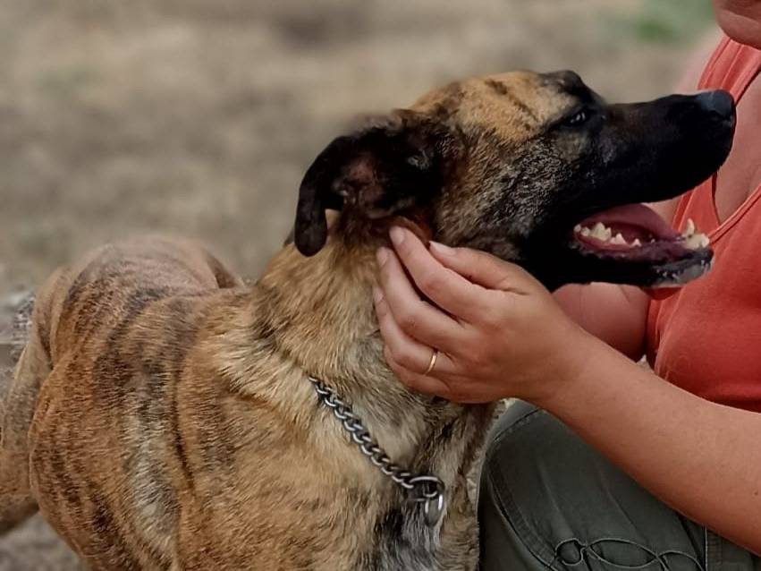 Adotta il cane Rura a Latina