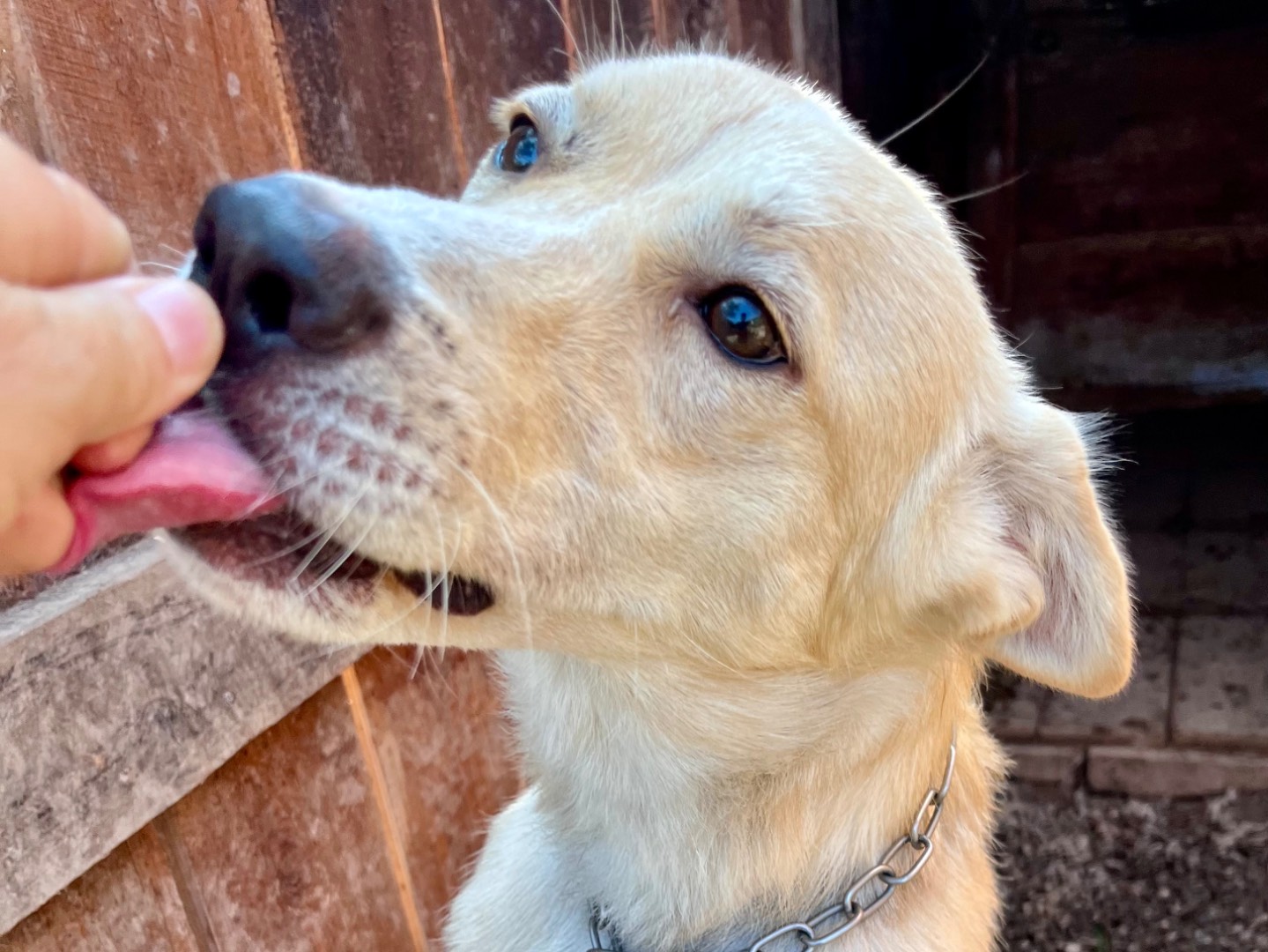 Vuoi adottare un cane a Savona?