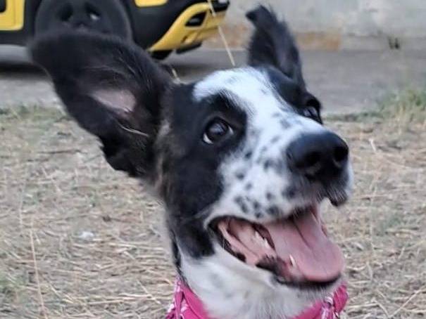 Adotta un cane, femmina, 1 anno e 8 mesi, Crotone