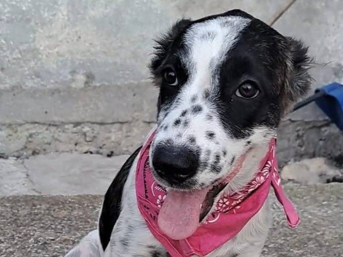 Adotta un cane, taglia media, femmina, Crotone