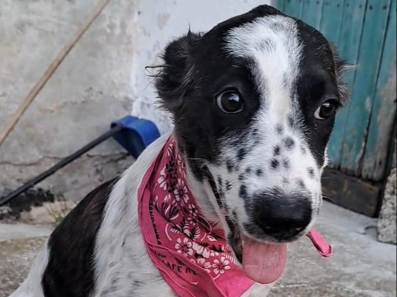 Vuoi adottare un cane a Crotone?