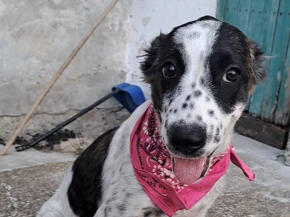 Adotta il cane HOPE a Crotone