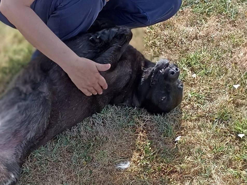 Adotta un cane, femmina, 5 anni  e 10 mesi , Latina