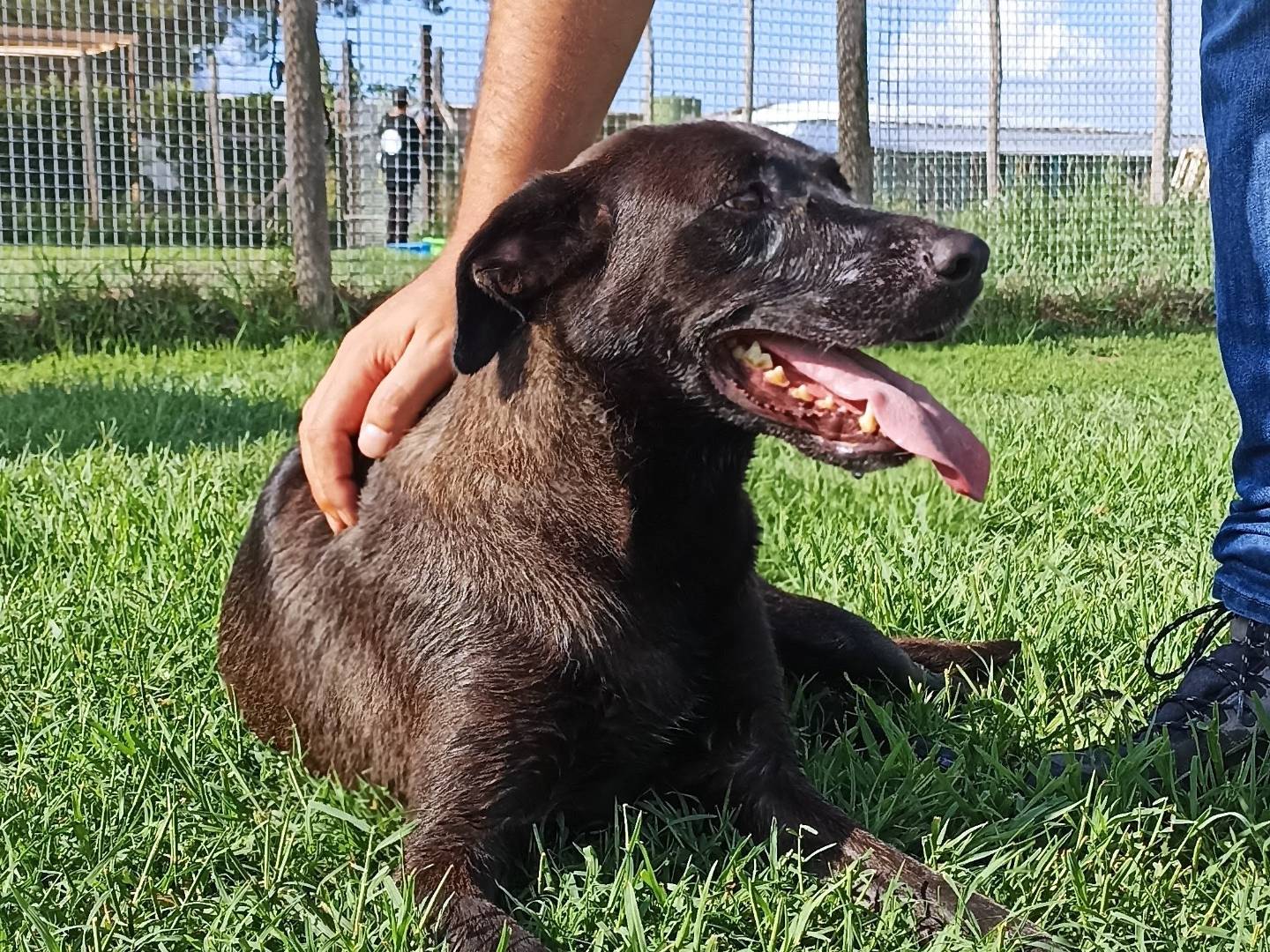 Adotta un cane, taglia media, femmina, Latina