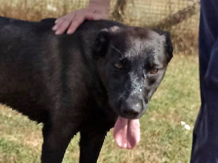 Vuoi adottare un cane a Latina?