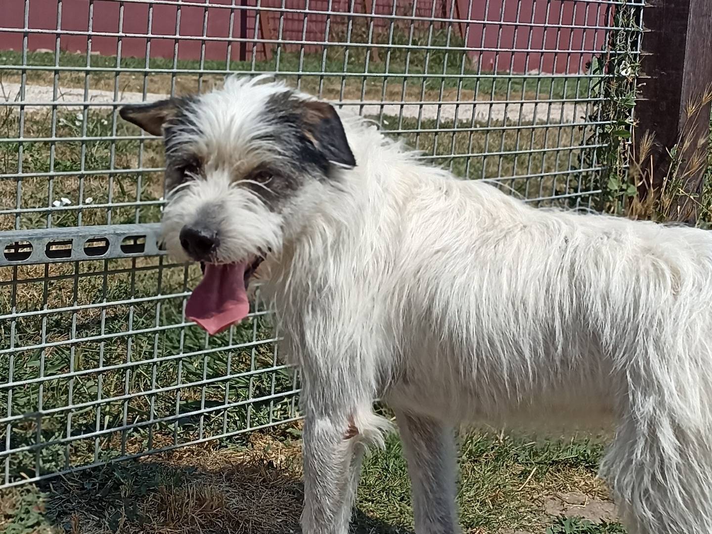 Adotta un cane, taglia media contenuta, maschio, Latina