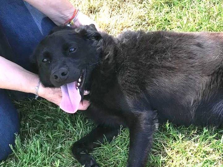 Adotta un cane, maschio, 3 anni  e 9 mesi , Latina