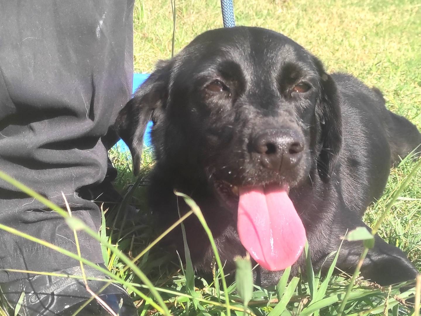 Vuoi adottare un cane a Latina?