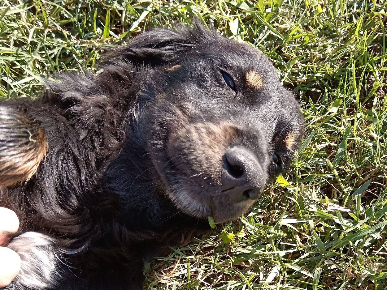 Adotta un cane, maschio, 2 anni , Latina