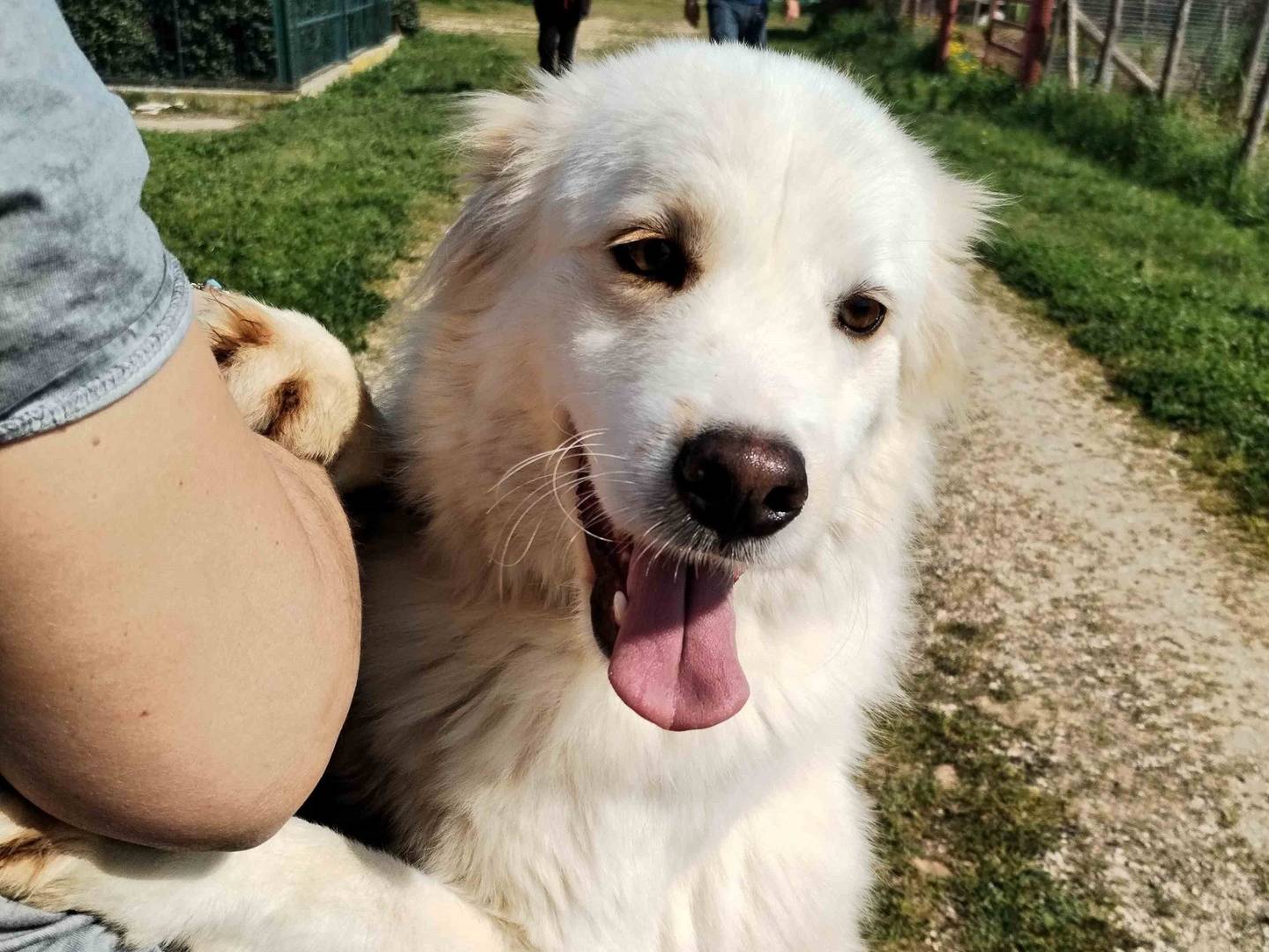 Adozione cane, maschio, Pastore maremmano, 3 anni e 7 mesi, taglia media, Latina
