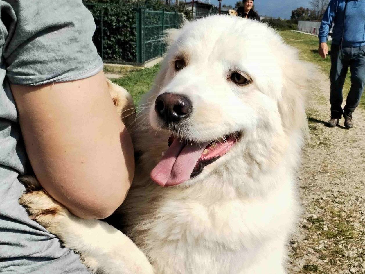Adotta un cane, maschio, 3 anni e 7 mesi, Latina