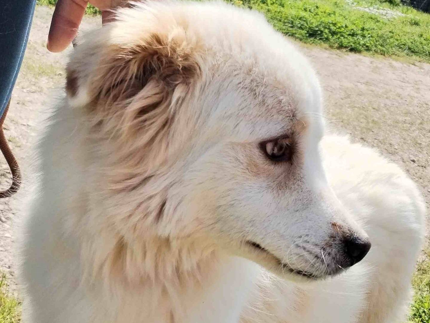 Adotta un cane, taglia media, maschio, Latina