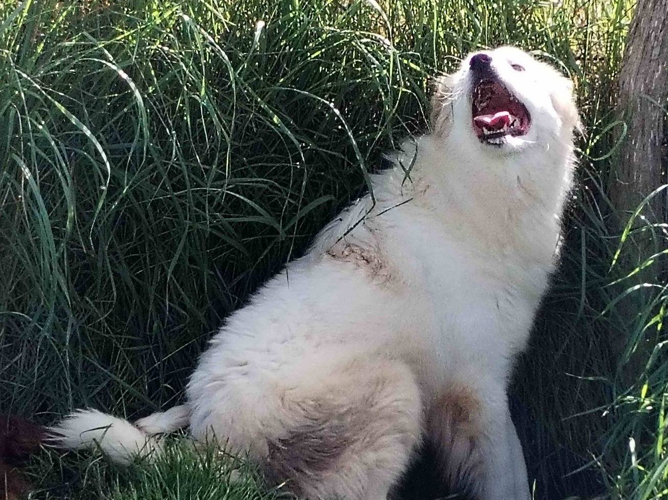 Vuoi adottare un cane a Latina?