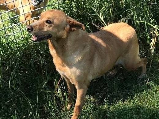 Adozione cane, femmina, meticcio, 8 anni  e 10 mesi , taglia piccola, Latina