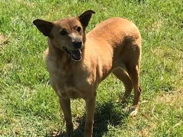 Adotta un cane, femmina, 8 anni  e 10 mesi , Latina