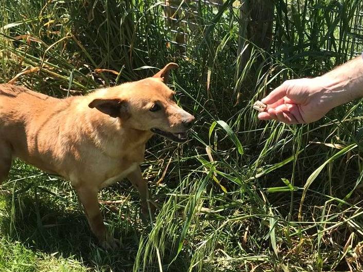 Adotta un cane, taglia piccola, femmina, Latina