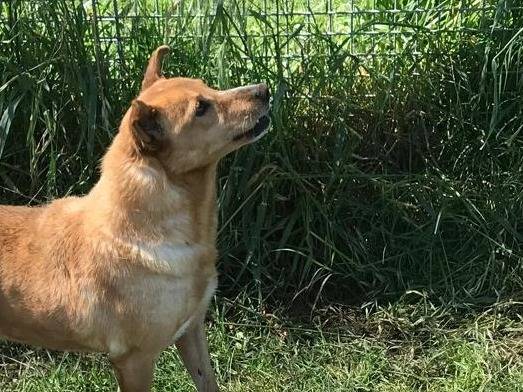 Vuoi adottare un cane a Latina?