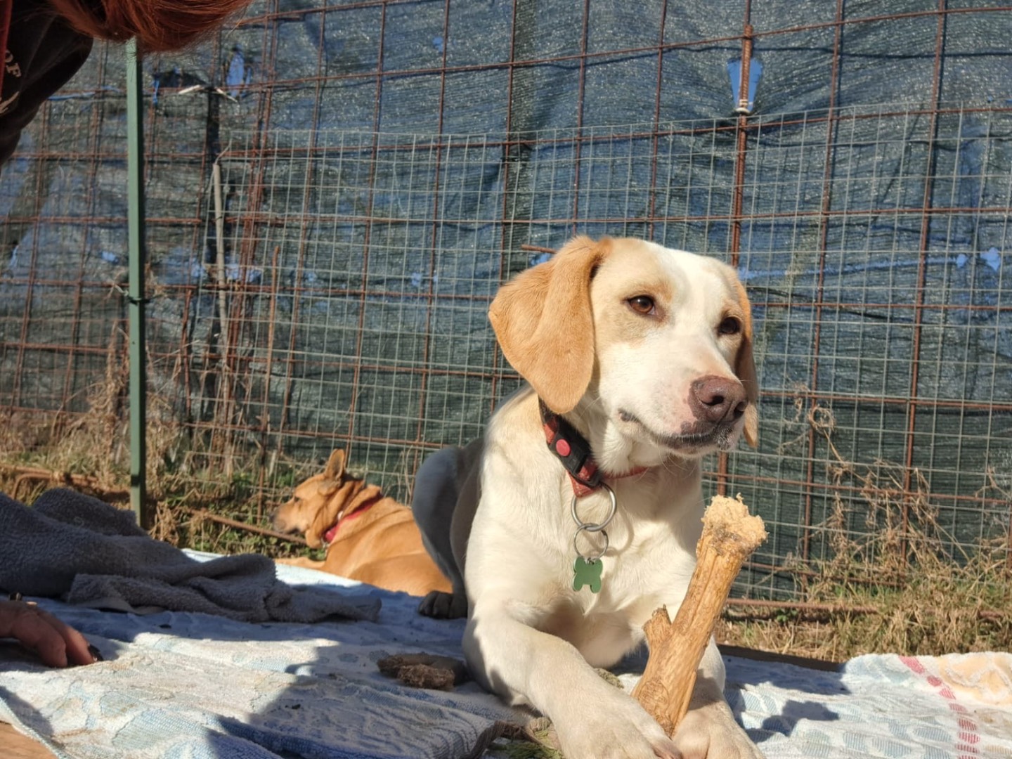 Foto dell'animale