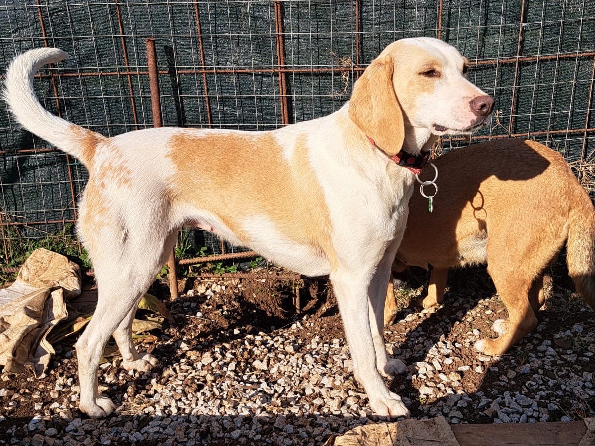Adotta un cane, femmina, 4 anni  e 4 mesi , Frosinone