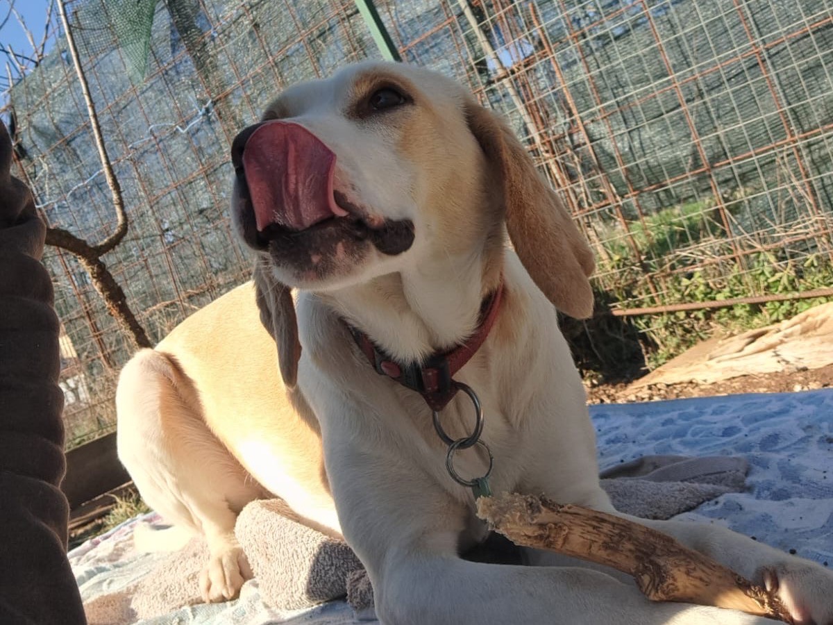 Adotta un cane, taglia media, femmina, Frosinone
