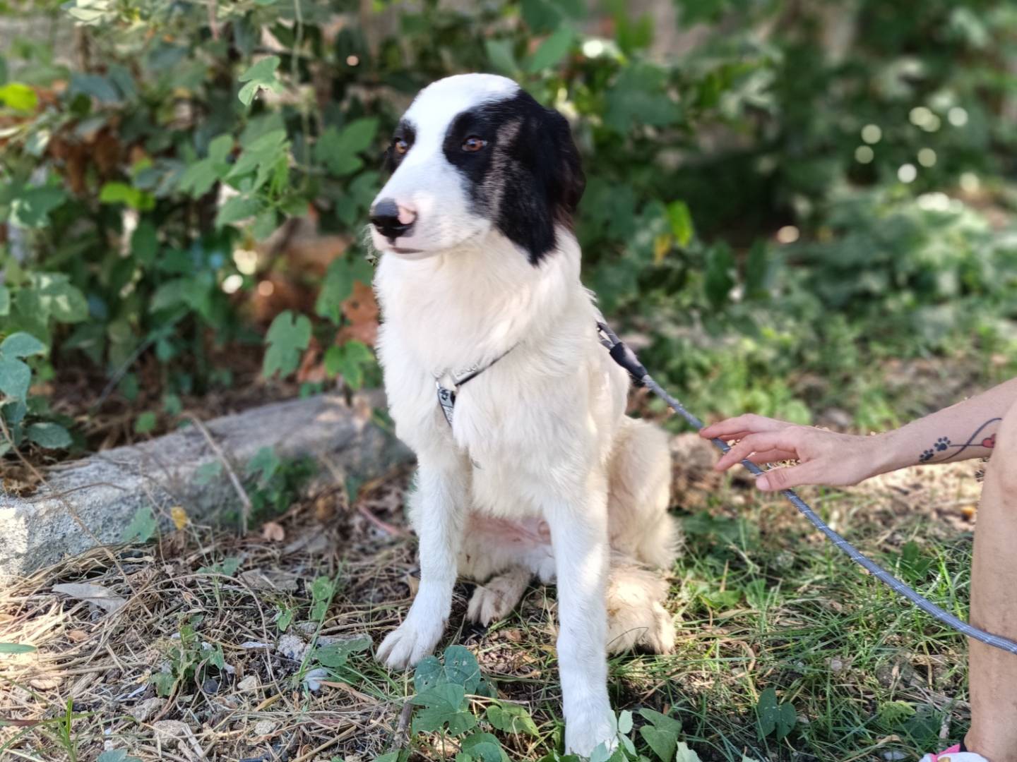 Adotta un cane, taglia grande, maschio, Siracusa