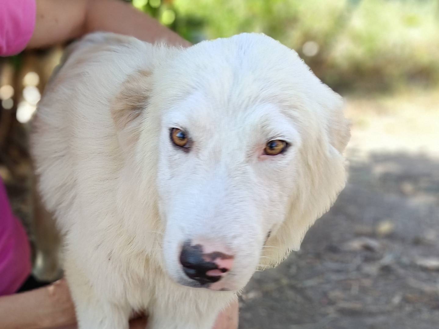 Adotta un cane, taglia media, maschio, Siracusa