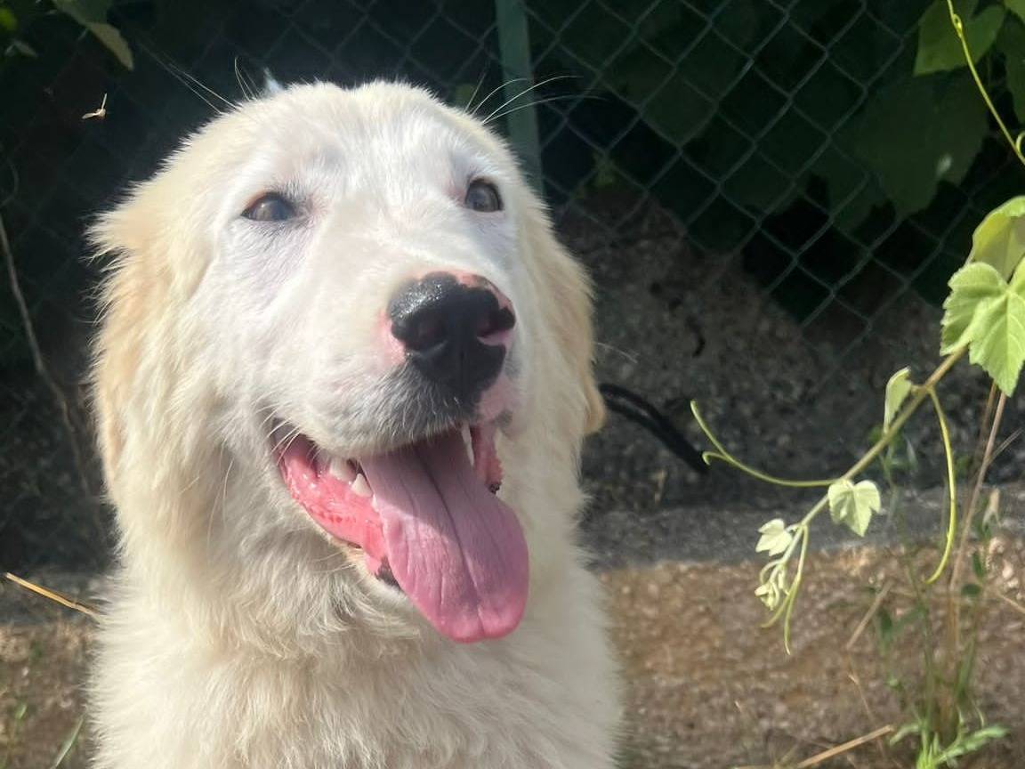 Adotta il cane Floki a Siracusa