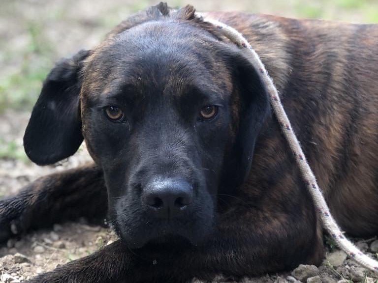 Foto dell'animale