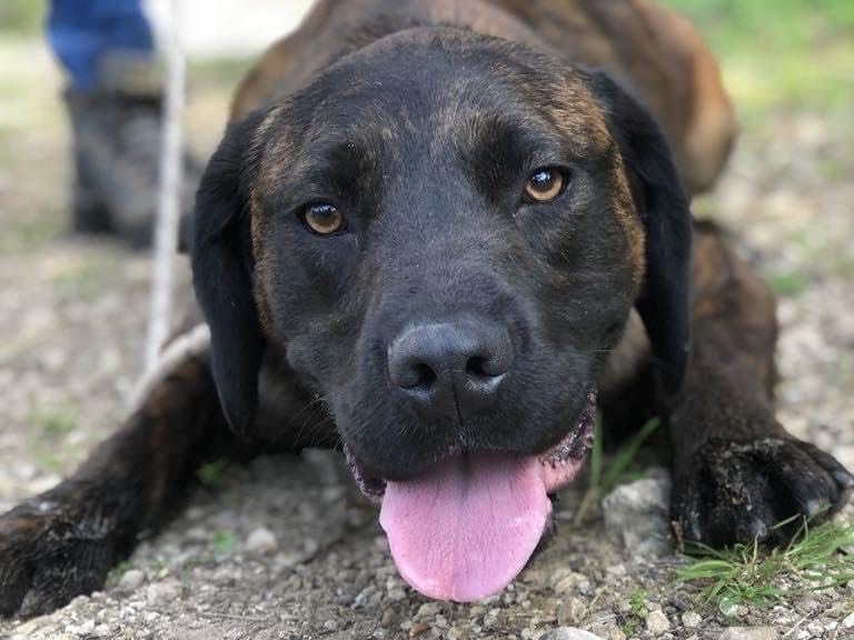Adotta un cane, taglia media, maschio, Latina